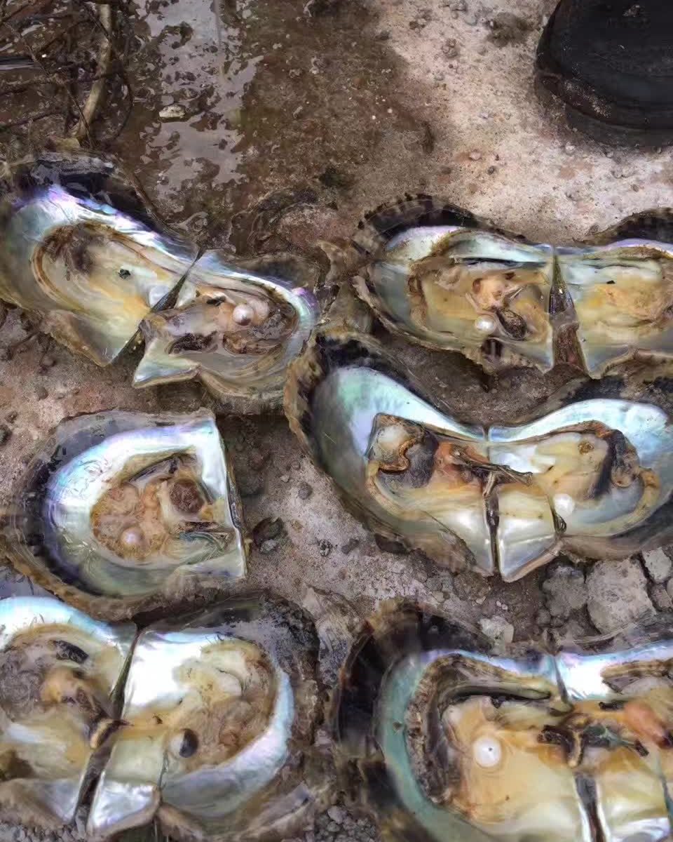 Akoya pearls cut off the akoya oyster harvested on Longtan Bay,Xuwen - the world of pearl