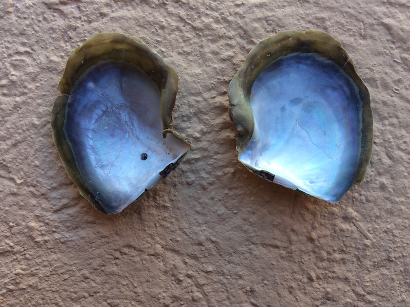 mazatlantica shell - pearls in mexico - the pearl girls