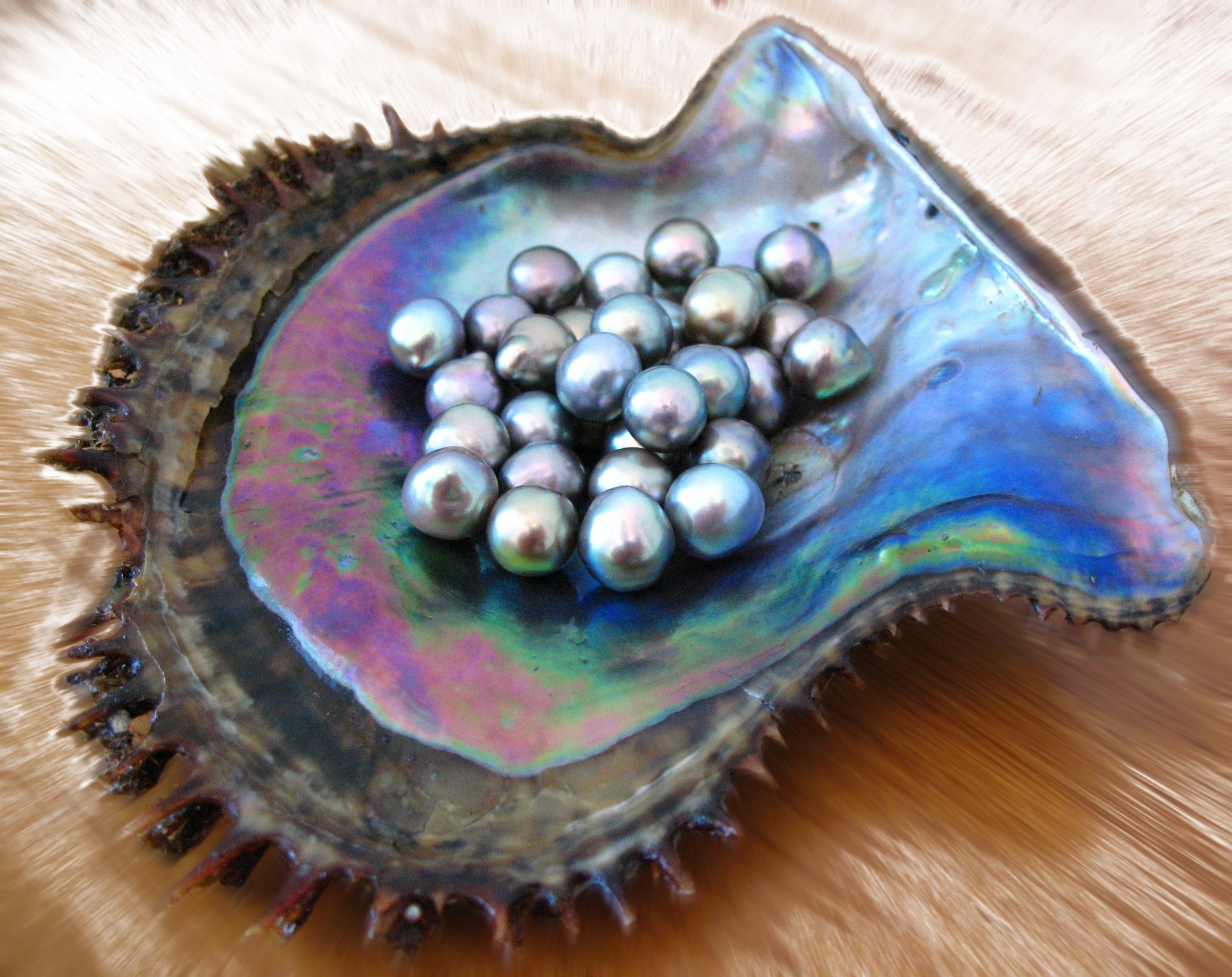pteria-sterna-sea-of-cortez-pearls.jpg